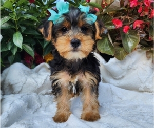 Yorkshire Terrier Puppy for sale in INDIANAPOLIS, IN, USA