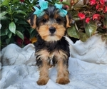 Image preview for Ad Listing. Nickname: Paisly