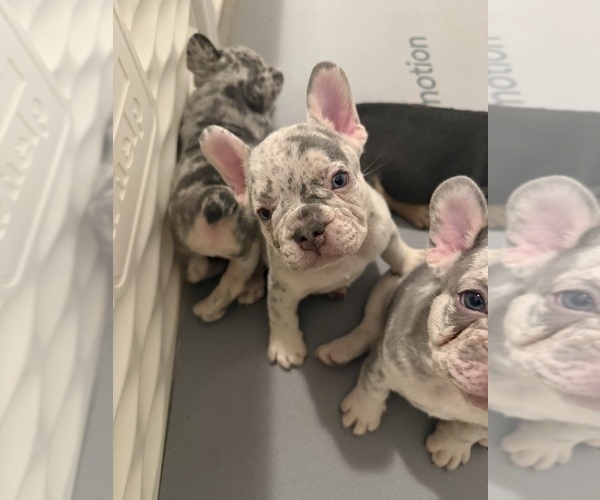 Medium Photo #6 French Bulldog Puppy For Sale in BURLINGAME, CA, USA