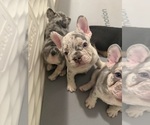 Small #5 French Bulldog