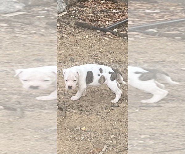 Medium Photo #1 American Pit Bull Terrier Puppy For Sale in STAFFORD, VA, USA