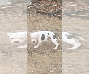 American Pit Bull Terrier Puppy for sale in STAFFORD, VA, USA