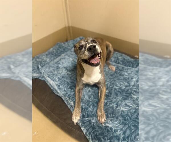 Medium Photo #1 Mutt Puppy For Sale in Chula Vista, CA, USA