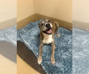 Mutt Dogs for adoption in Chula Vista, CA, USA