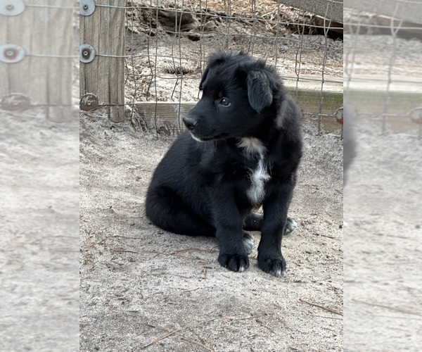 Medium Photo #4 Australian Shepherd Puppy For Sale in CLINTON, NC, USA