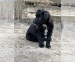 Small Photo #4 Australian Shepherd Puppy For Sale in CLINTON, NC, USA