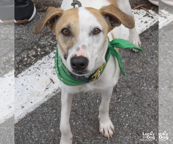 Medium Photo #5 Retriever -Unknown Mix Puppy For Sale in Washington, DC, USA