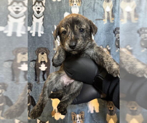 Medium Photo #1 German Shepherd Dog-Unknown Mix Puppy For Sale in Riverside, CA, USA