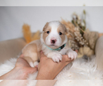 Small #1 Border Collie