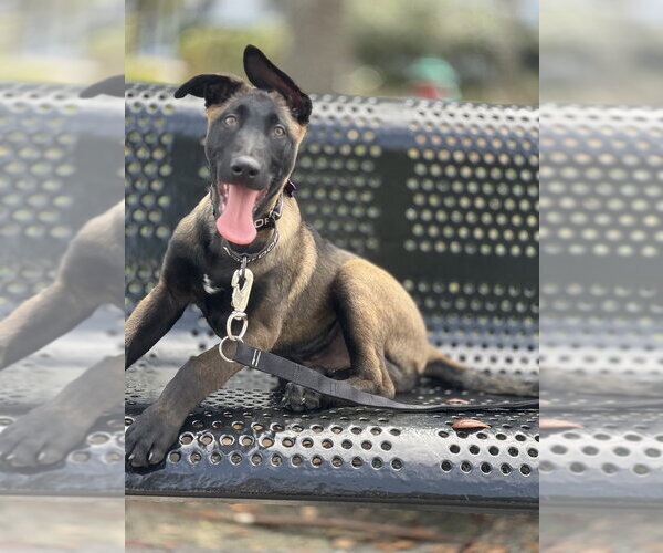 Medium Photo #6 Mutt Puppy For Sale in Imlay City, MI, USA