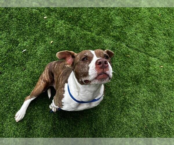 Medium Photo #1 Staffordshire Bull Terrier-Unknown Mix Puppy For Sale in Grand Prairie, TX, USA