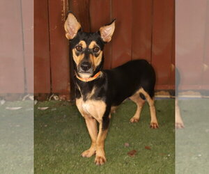 Sara - Female Mutt Dog for Adoption - Photo #2