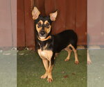 Small Photo #2 Mutt Puppy For Sale in Oakland Park, FL, USA