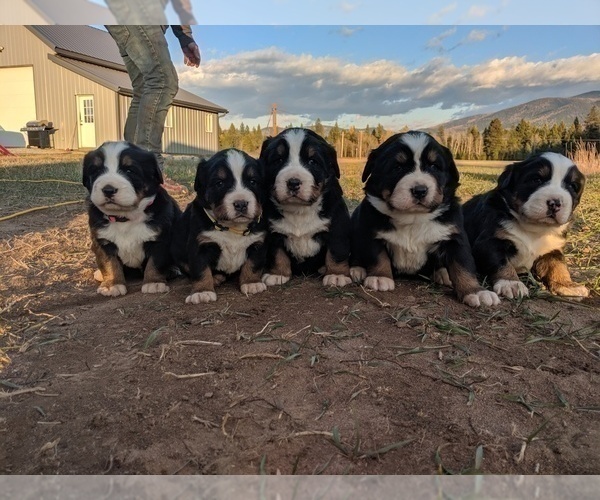 Medium Photo #4 Bernese Mountain Dog Puppy For Sale in BONNERS FERRY, ID, USA