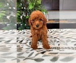 Small #3 Goldendoodle (Miniature)