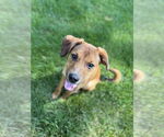 Small Photo #2 Labrador Retriever-Unknown Mix Puppy For Sale in Plainfield, IL, USA
