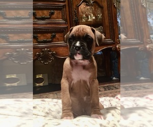 Boxer Puppy for sale in ABILENE, TX, USA