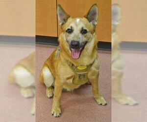 Mutt Dogs for adoption in Ogden, UT, USA