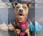 Small #2 American Pit Bull Terrier