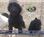 Small Photo #8 Labradoodle Puppy For Sale in VIENNA, IL, USA