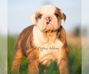 Medium Bulldog