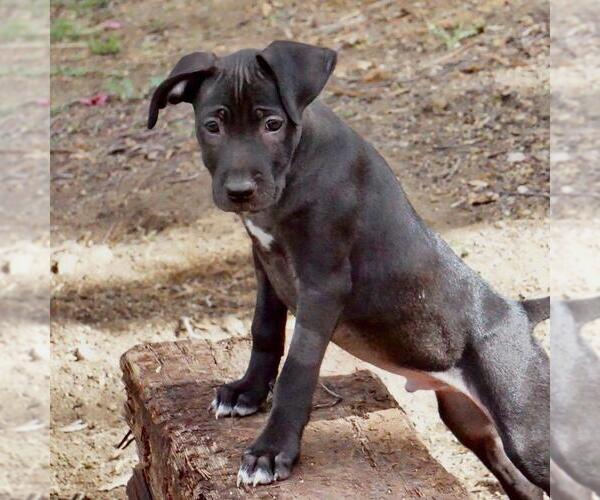 Medium Photo #10 Border Collie-Unknown Mix Puppy For Sale in San Diego, CA, USA