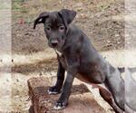 Small #9 Border Collie Mix