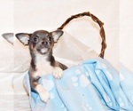 Puppy Eastwood Chihuahua