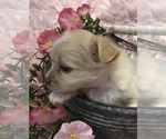 Small #3 Chihuahua