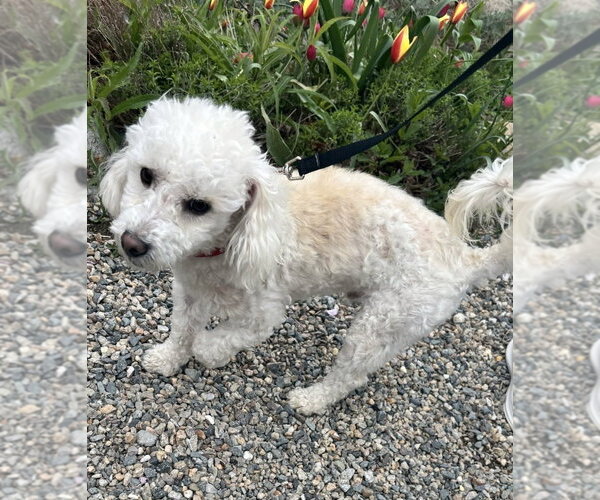Medium Photo #3 Poodle (Miniature) Puppy For Sale in Oak Bluffs, MA, USA