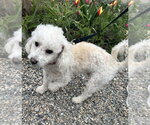 Small #2 Poodle (Miniature)