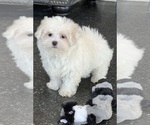 Small #7 Maltese