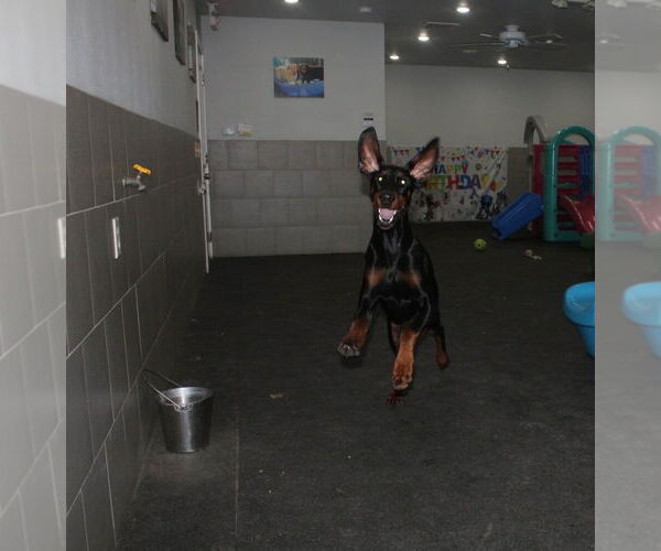 Medium Photo #8 Doberman Pinscher Puppy For Sale in Buffalo, MN, USA