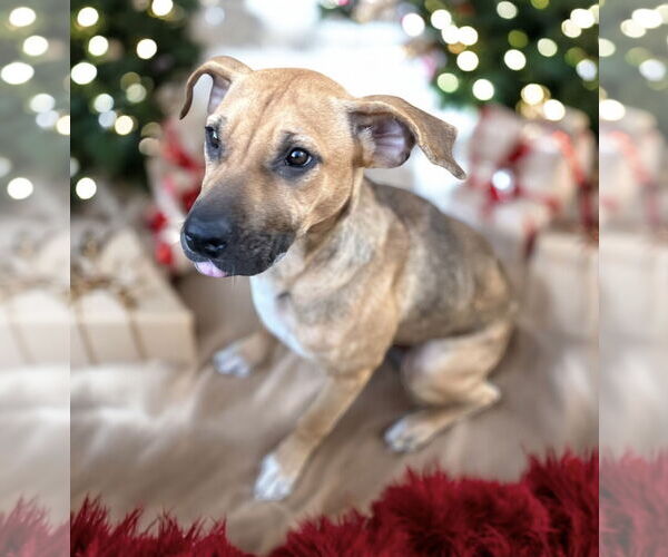 Medium Photo #9 Black Mouth Cur Puppy For Sale in Lexington, SC, USA