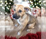 Small #8 Black Mouth Cur