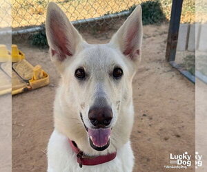 Petra - Female German Shepherd Dog-Unknown Mix Dog for Adoption - Photo #2