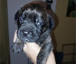 Small #17 Mastiff