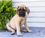 Small #4 Mastiff