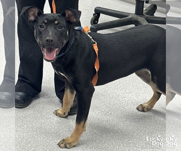 Medium Photo #5 Labrador Retriever-Unknown Mix Puppy For Sale in Washington, DC, USA