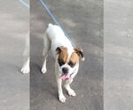 Small #3 Boxer