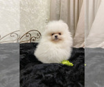 Small #7 Miniature Spitz