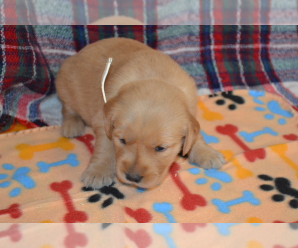 Medium Photo #10 Golden Retriever Puppy For Sale in OWEN, WI, USA