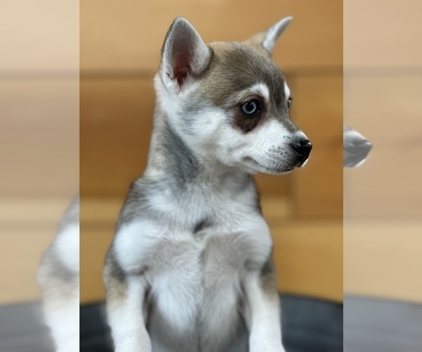 Medium Photo #13 Alaskan Klee Kai-Pomeranian Mix Puppy For Sale in ATHENS, WI, USA