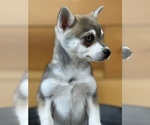 Small #12 Alaskan Klee Kai-Pomeranian Mix