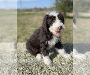 Sheepadoodle Puppy for sale in KENEDY, TX, USA