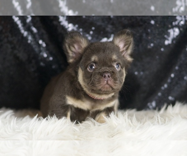 Medium Photo #77 French Bulldog Puppy For Sale in WARSAW, IN, USA