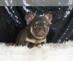 Small #5 French Bulldog