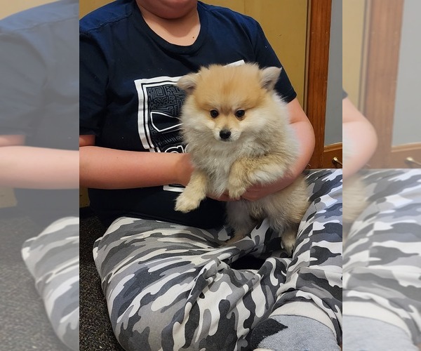 Medium Photo #1 Pomeranian Puppy For Sale in MIDDLEBORO, MA, USA