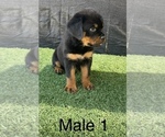 Small Photo #11 Rottweiler Puppy For Sale in MIRA LOMA, CA, USA