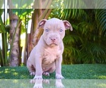 Small Photo #6 American Bully Puppy For Sale in DELTONA, FL, USA